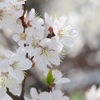 Ābeļziedu svece stikla burciņā